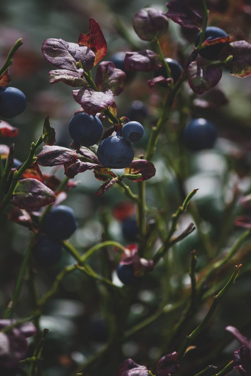 close up of wild ripe blueberries in the forest