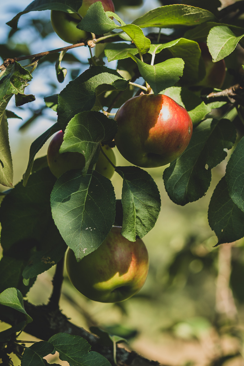 Red and green apples hanging on a leafy green branch, bathing in sunshine.