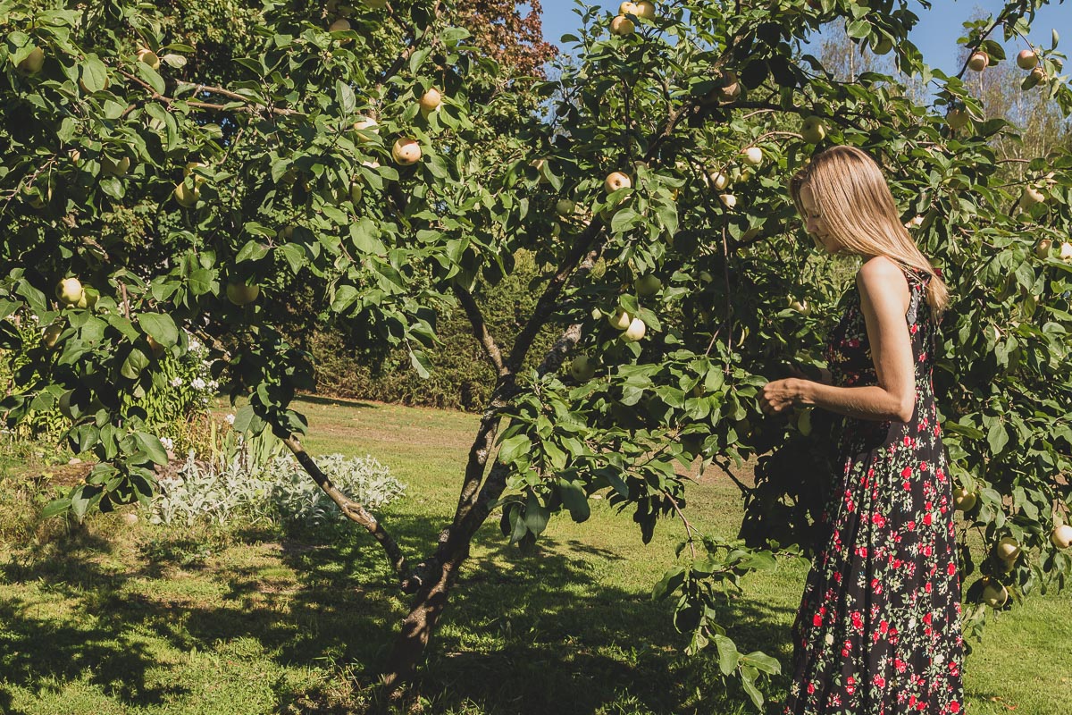A woman picking apples in sunshine wearing a gentle smile and a floral dress.