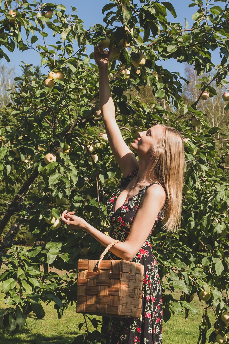 Smiling woman picking apples from a tree, holding a basket.