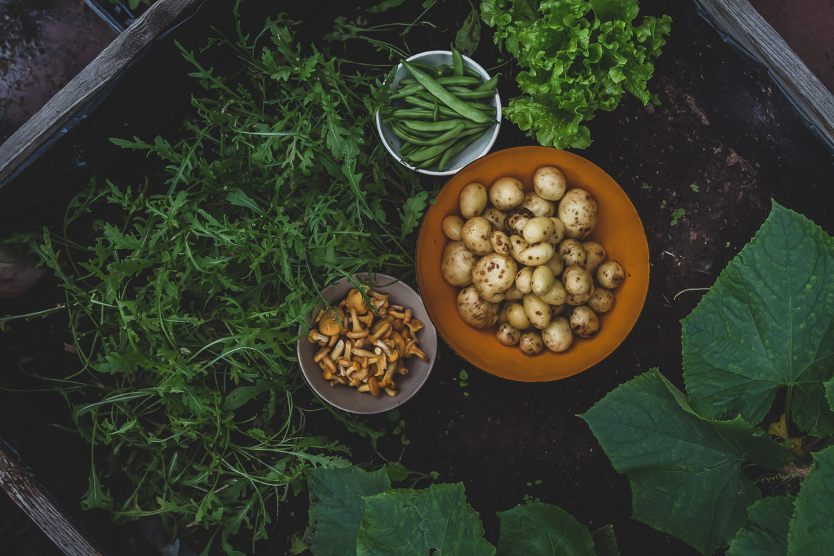Bowls of freshly harvested potatoes, chanterelles and green beans sitting on a gardening box of arugula and bell pepper plants.
