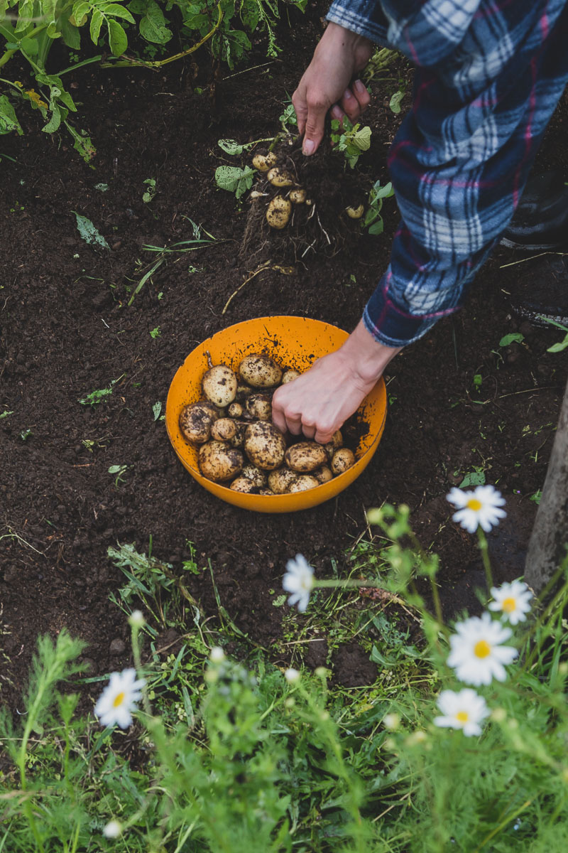 A woman wearing blue flannel shirt is harvesting potatoes and placing them into an orange metal bowl.