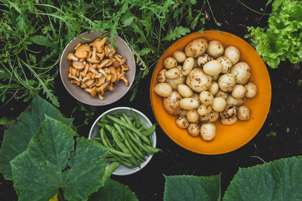 Freshly harvested summer potatoes, chanterelles and green beans in separate bowls on top of a garden planting box.